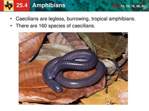  Caecilian: A Legless Wonder Burrowing Through Leaf Litter and Moist Soil!