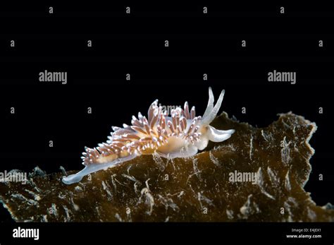  Dolichoperoides Nobilis: An Ocean Slug So Exquisite It Should Be In a Museum!