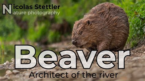  Eurasian Beaver: Can this Master Architect and Talented Engineer Survive Modern Challenges?