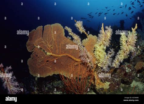  Flabellum!  The Fan-Shaped Corals That Defy the Ordinary Reef Landscape