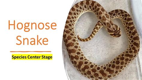 Hognose!  Learn All About This Theatrical Reptile With An Upturned Nose