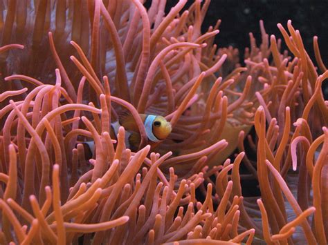  Penna Anemone: Mitä näitä merten kukkia yhdistää kultakalaihin ja merenpohjan mystisiin olioihin?