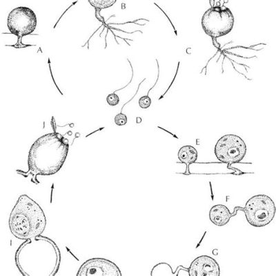 Voimakas Vorticella! Tutustu tähän mysteerikäs imuriin, joka kykenee leviämään yllättävällä tavalla!