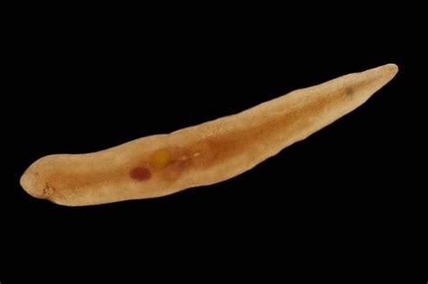 Rhabdocoela: A Tiny Free-Living Flatworm With Exquisite Movements and An Unassuming Appetite!