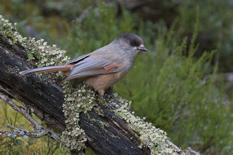  Tussokolibri! Löytääkö sinä tämän herkun metsien ja puutarhojen salaperäisestä maailmasta?