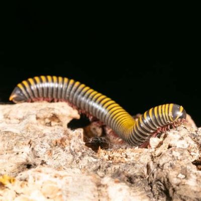  ZebraMillipede –  A Curious Case of Many Legs and Hidden Habitats!