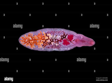  Dicrocoelium dendriticum: Parasitic Fluke That Turns Ants into Zombies for its Reproductive Success!