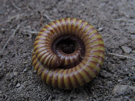  Kääpiö-Skoloinendra! A Unique Myriapod Known for Its Remarkable Regeneration Abilities and Unusually High Number of Legs