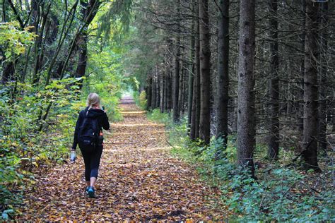  Kullanjuova-Sinihäntiä! Kuinka monta jalkaa tarvitaan kulkemaan metsän läpi?