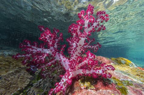  Petit Venus: A Shellfish That Thrives in Shallow Waters, Filtering Nutrients and Building Tiny Pearl Factories!