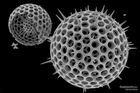  Radiolaria! Mikroskopisen maailman taianomaiset piispit ja niiden uskomattoman monimutkainen luurangon rakenne