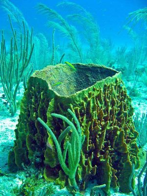  Yellow Barrel Sponge: A Tiny Underwater City Dweller Thriving On Nutrient-Rich Currents