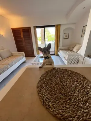 a small dog sitting on a rug in a living room at LV Apartment Albufeira in Albufeira