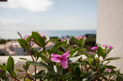 a pink flower on a plant next to a wall at Coral By Albufeira Rental in Albufeira