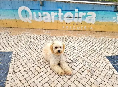 a small brown dog sitting on a brick sidewalk at Studio Praia de Quarteira in Quarteira