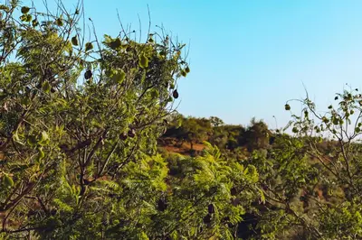 a group of trees with green leaves at CASA AMOR JACARANDA - Ocean View Modern Vila in Albufeira