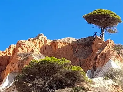 a beach with rocks and trees on top of it at Casa Linda da Praia do Alfamar in Albufeira