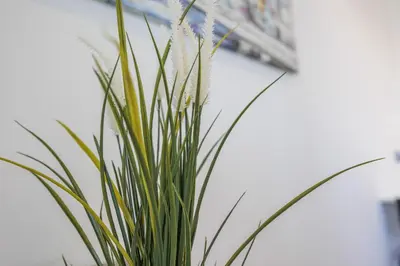a plant with white flowers in a vase at Terracos de Quarteira 2 Red by Real Properties in Quarteira