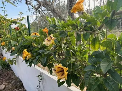 a bunch of yellow flowers in a planter at Villa GALVANA in Guia