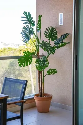 a plant in a pot in front of a window at Apartment Terracota By Dalma Portuguesa in Albufeira