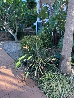 a garden with plants and a tree next to a sidewalk at Algarve country villa near Loulé, stunning views in Romão