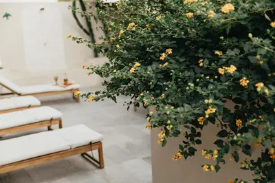 a living room with a large plant with yellow flowers at Casa Ana Almancil in Almancil