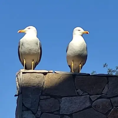 two birds sitting on top of a stone wall at Maison avec piscine et jacuzzi in Guia