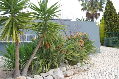 a group of palm trees and plants in a garden at Charmante Villa mit 3 Schlafzimmer und Blick zum Meer in Santa Bárbara de Nexe