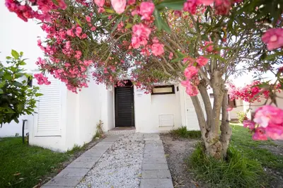 a tree with pink flowers in front of a white building at Villa Mar e Sol by HelloVacations in Olhos de Água