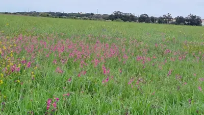 a field full of pink flowers in a field at Praia da Falésia, O Melhor Estúdio da Aldeia das Acoteias in Albufeira