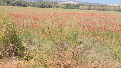 a field full of red flowers in a field at Praia da Falésia, O Melhor Estúdio da Aldeia das Acoteias in Albufeira
