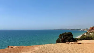 a tree sitting on top of a hill next to the ocean at Pine Cliffs by Check-in Portugal in Albufeira