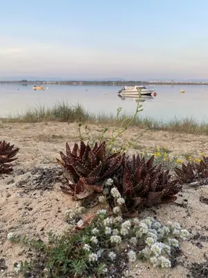 a group of boats sitting in the water at sunset at Casa da Ria in Faro
