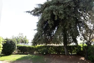 a large tree in a yard next to a hedge at Casa do Cedro in Albufeira