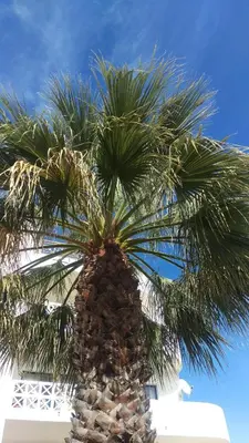 a palm tree in front of a blue sky at Alta Oura in Albufeira