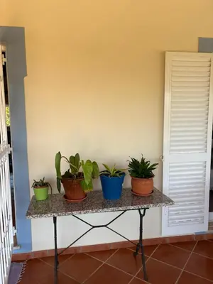 a table with potted plants on it next to a wall at Casa Oasis - Paraiso na Terra in Tunes