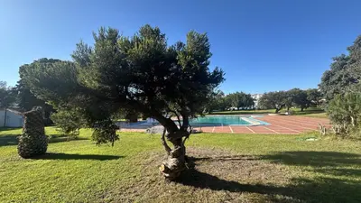 a tree in the grass next to a swimming pool at Vilanova by Check-in Portugal in Albufeira