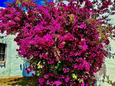 a large bush of pink flowers on the side of a building at Villa SOLAR DO MONTE 3 in Albufeira
