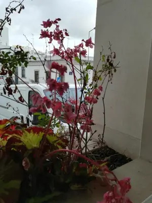 a plant with pink flowers in a window at Lovely flat in the center in Faro