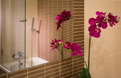 two purple flowers in a vase in front of a mirror at D_Loft Downtown in Albufeira