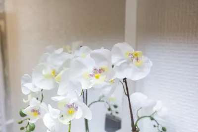 a group of white flowers in a vase at Terracos de Quarteira Orange by Real Properties in Quarteira