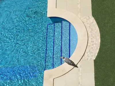 a bird standing next to a swimming pool at 150m to the beach at Sol a Sul apartments in Albufeira