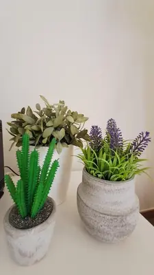 two plants in vases sitting on a table at Jardins da Marina BQ in Albufeira