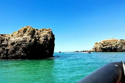 a seal swimming in the water near a rock formation at Villa With BBQ and Pool in Vilamoura in Quarteira