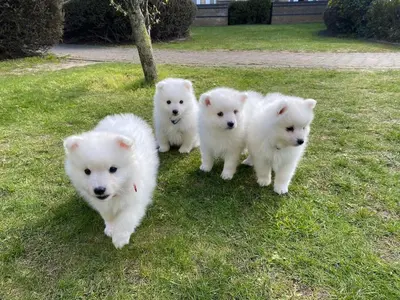 a group of white dogs standing in the grass at Resort Albufeira T1, Oura Beach in Albufeira