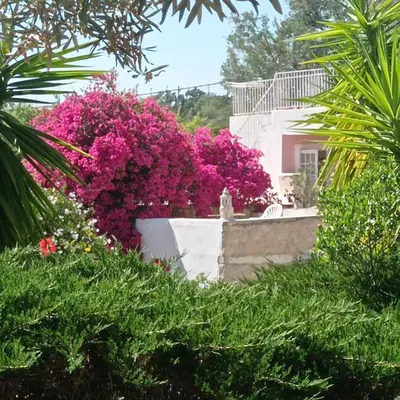 a garden with pink flowers in front of a house at Casa Olivier in Loulé