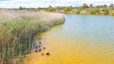 a group of ducks swimming in the water at Rooftop with sea views by Algarve Dream Holidays in Albufeira