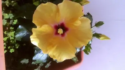 a yellow flower in a red vase at Apartamentos Casa Brito, Boliqueime by AlgarveBlossom in Boliqueime