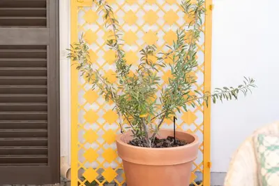 a plant in a pot in front of a wall at Villa Ipanema Poolside Living by LovelyStay in Quarteira