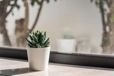 a small plant in a white pot sitting on a window sill at Apartamento Laurent - beachfront and city center in Albufeira